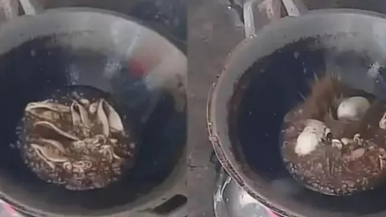 Cara Menggoreng Cumi Agar Tidak Meletus Tanpa Tambahan Bahan Apapun