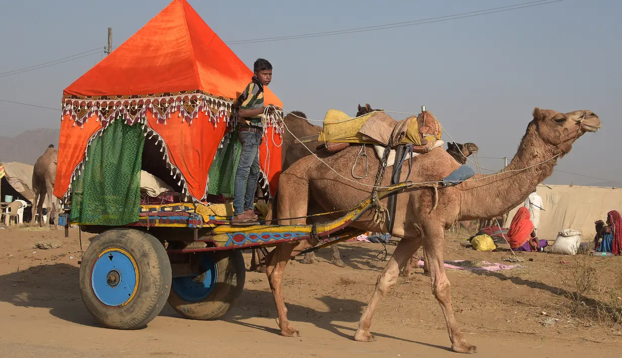 Seorang anak laki-laki India mengendarai sebuah gerobak berhias yang ditarik oleh unta saat mengikuti pameran Unta Pushkar di Pushkar, India (26/10). Pameran Unta Pushkar atau Pushkar Fair ini digelar setiap tahun.  (AFP Photo/Dominique Faget)