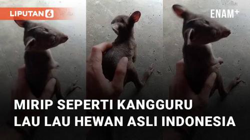 VIDEO: Mirip Seperti Kangguru, Ini Dia Lau Lau Hewan Asli Indonesia