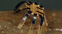 Robot kepiting. Dok: Northwestern University