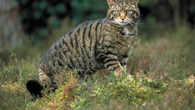 [Bintang] Kucing  liar