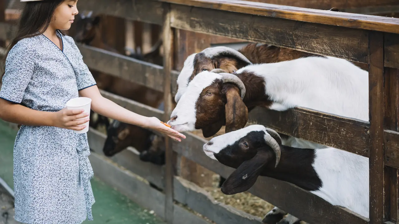 Ilustrasi kandang kambing (Foto: freepik)