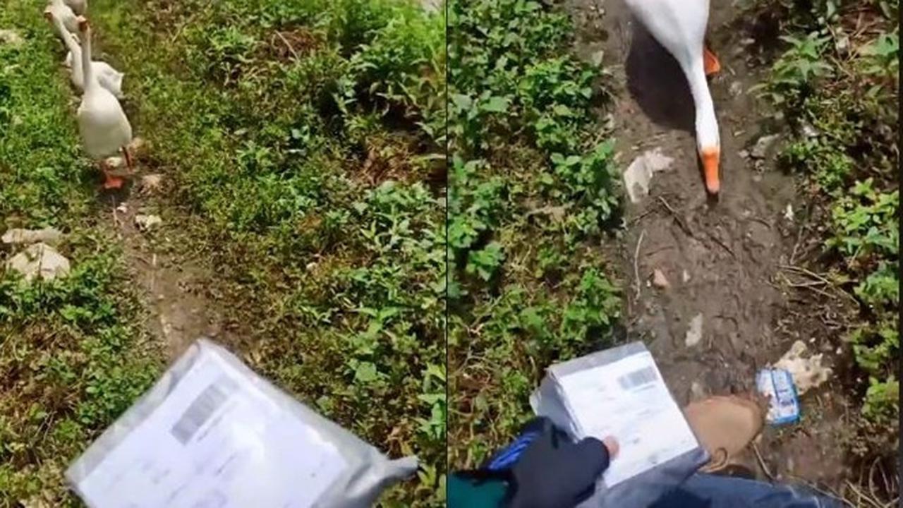 Apes, Kurir Ini Dihadang Sekelompok Angsa saat Mau Antar Paket