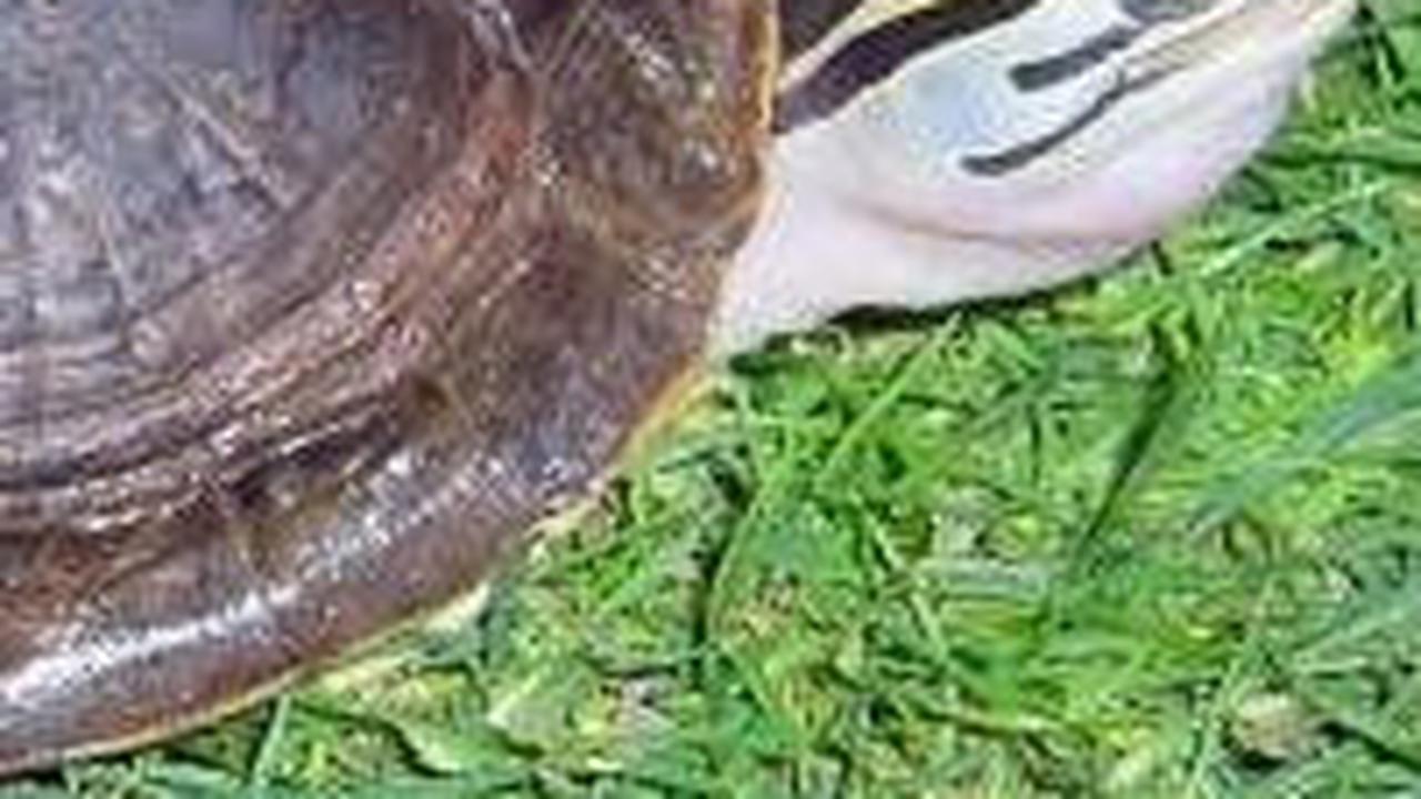 1. Kura-kura Ambon (Coura Amboinensis)
