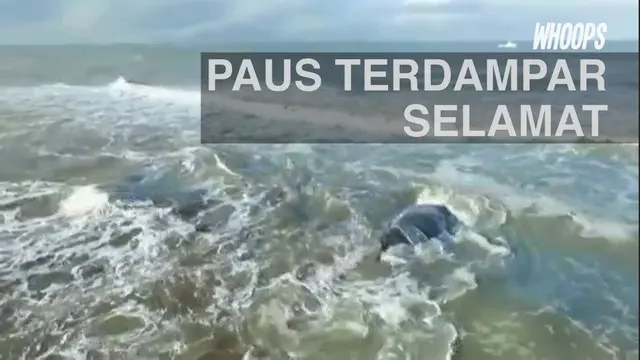 WHOOPS: Perjuangan Paus Terdampar Saat Kembali ke Laut Lepas