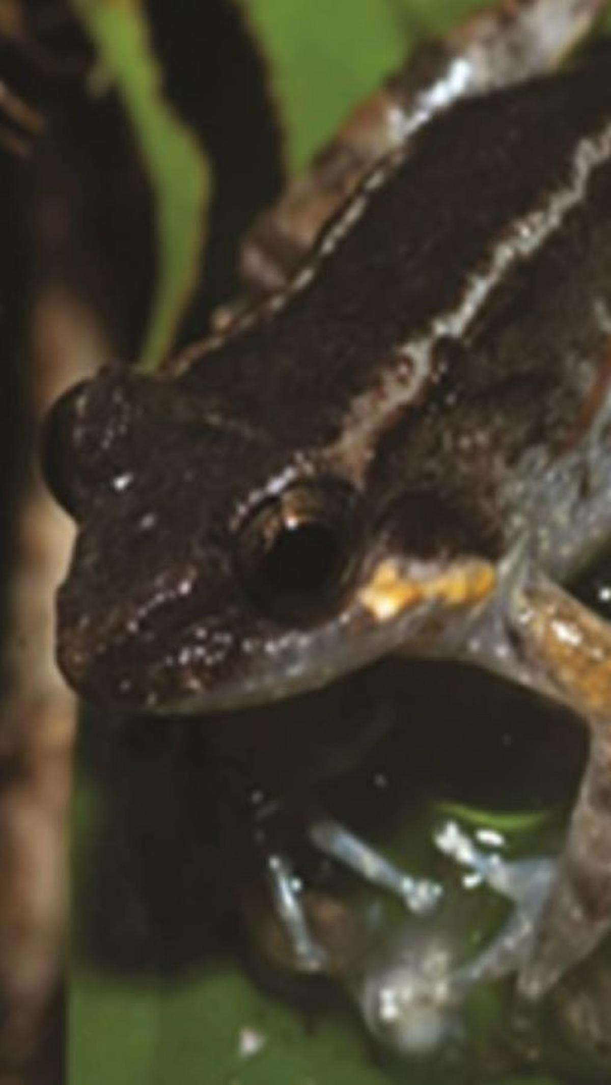 3. Limnonectes Phyllofolia Berukuran Lebih Kecil Dibanding Katak Bertaring Lainnya<br>