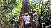 Pekerja PT Sukses Tani Nusasubur melakukan pengukuran lingkar batang pohon Jambu-jambu (Syzytium Sp) di kawasan hutan konservasi, Labangka, Penajam Paser utara, Kaltim. (ANTARA)