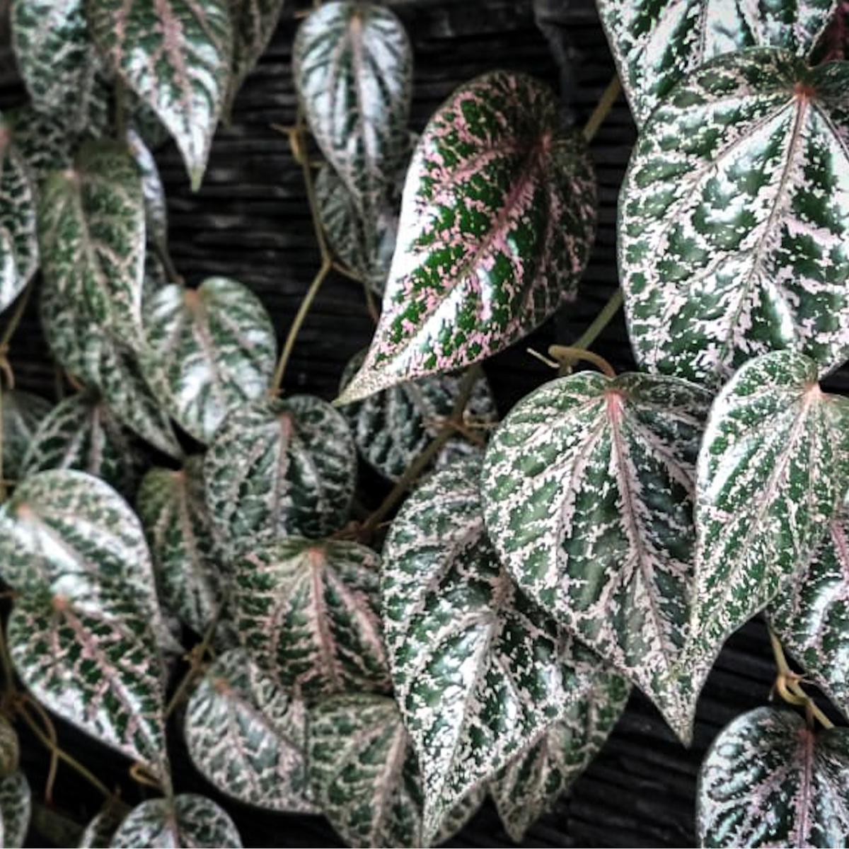 Daun Sirih Merah