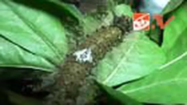 Ulat Bulu Mewabah ke Medan