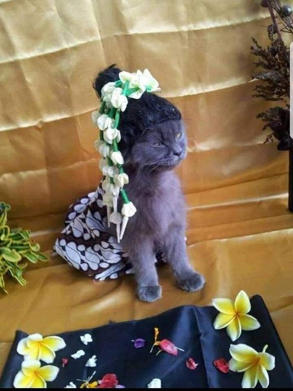 Viral Pria Ini Gelar Acara 7 Bulanan Untuk Kucingnya, Bikin Geleng Kepala. (Sumber: Twitter/@es__grim)