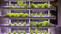 8 Desain Kebun Hidroponik Vertikal Indoor Terbaik, Produktif di Lahan Sempit
