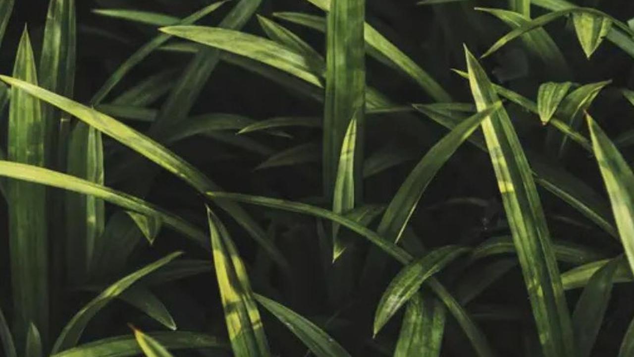 Ilustrasi daun pandan