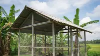 7 Model Kandang Ayam Atap Pelana Sederhana, Sejuk, dan Mudah Dibuat Sendiri