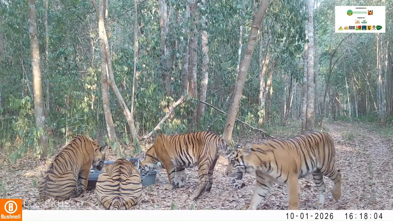 Tangkapan layar kemera jebak di Taman Nasional Way Kambas (TNWK), Lampung Timur, Lampung memperlihatkan induk harimau Sumatera dan 3 anaknya sedang minum di bak air