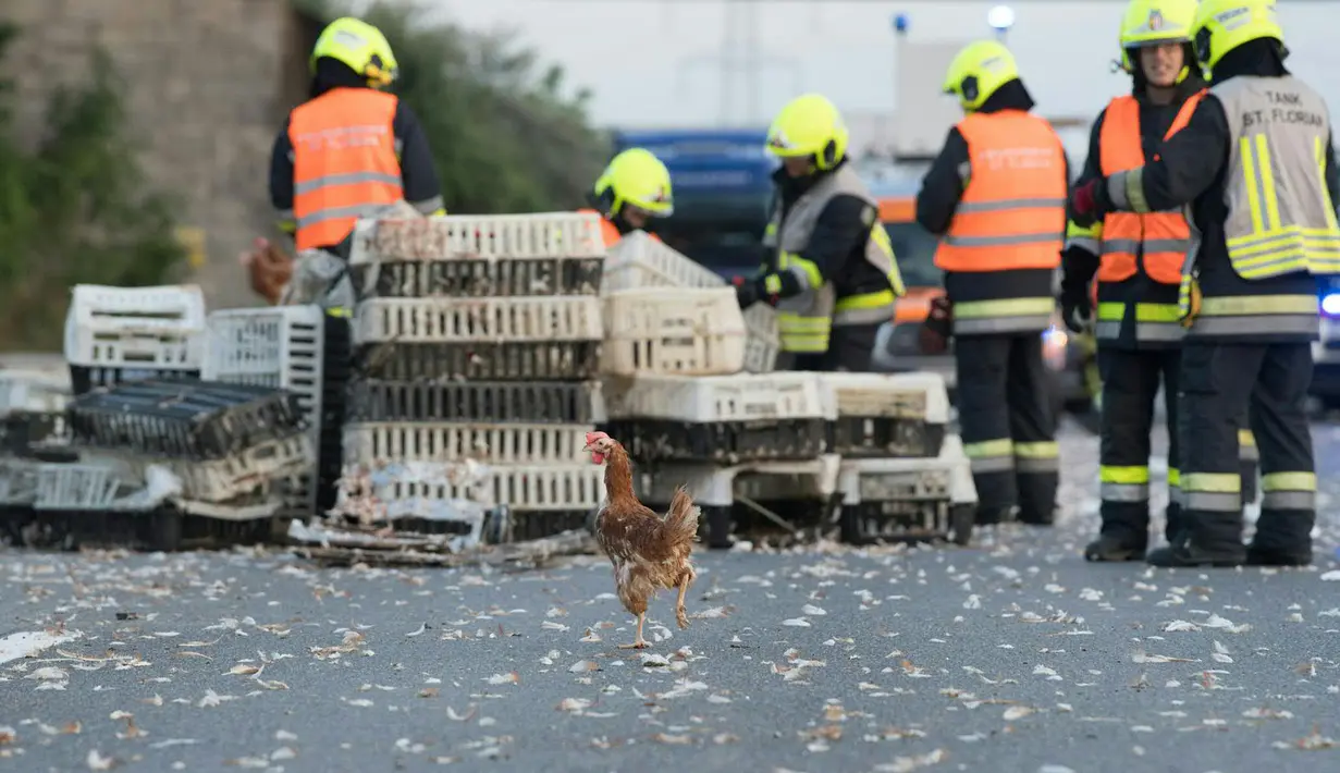 Seekor ayam yang lepas berdiri di tengah jalan raya A1 di Asten dekat Linz, Austria (4/7). (AFP Photo/APA/FOTOKERSCHI.AT/KERSCHBAUMMAYR)