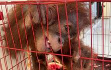 Kasihan, Orang Utan di Aceh Disembunyikan dalam Tas untuk Dijual
