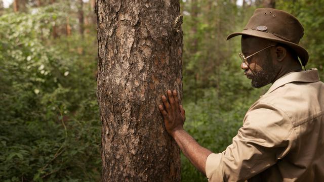 Ilustrasi persiapan menebang pohon