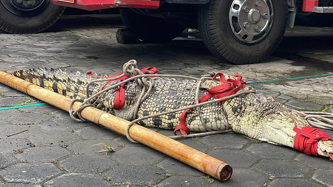 Petugas Damkar Evakuasi Buaya Seberat 100 Kg dari Sungai Winongo Yogyakarta