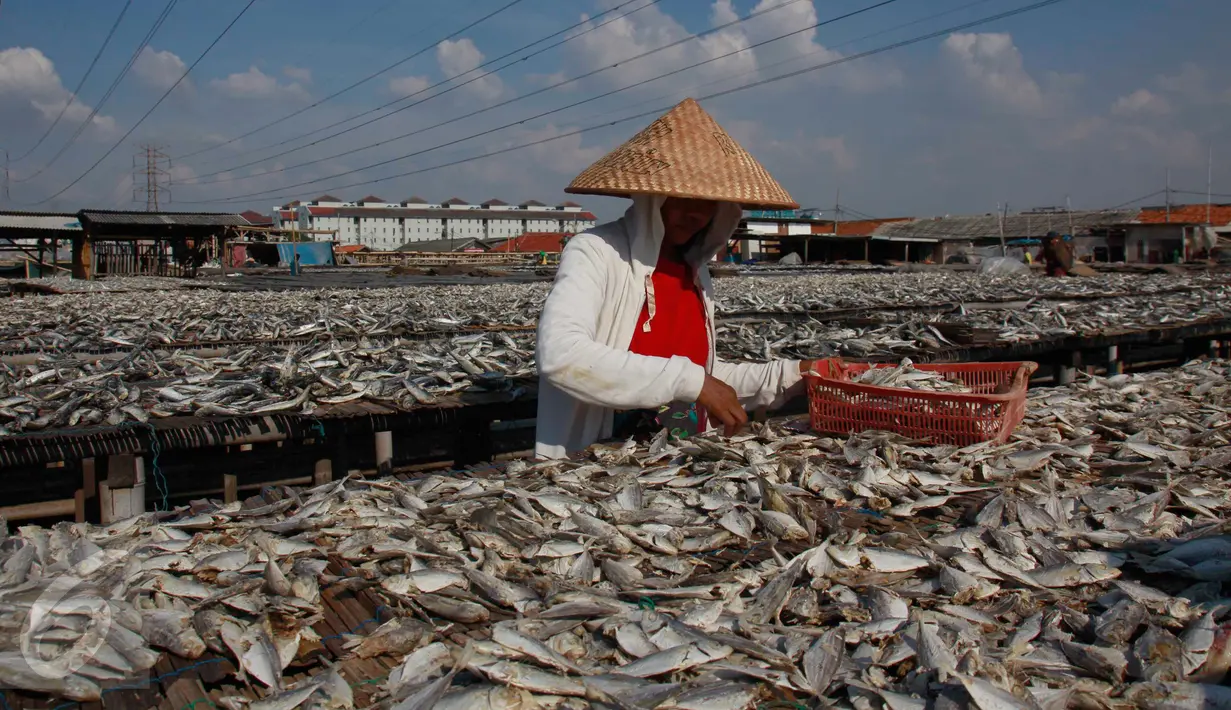 Pekerja menjemur ikan asin di Muara Angke, Penjaringan, Jakarta Utara, Senin (1/8). Musim kemarau dengan curah hujan yang cukup tinggi atau fenomena "La Nina" berimbas pada proses pengeringan ikan. (Liputan6.com/Gempur M Surya)