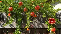 7 Jenis Pohon Buah yang Berbuah Lebat dengan Penjarangan Bunga untuk Kebun Rumahan