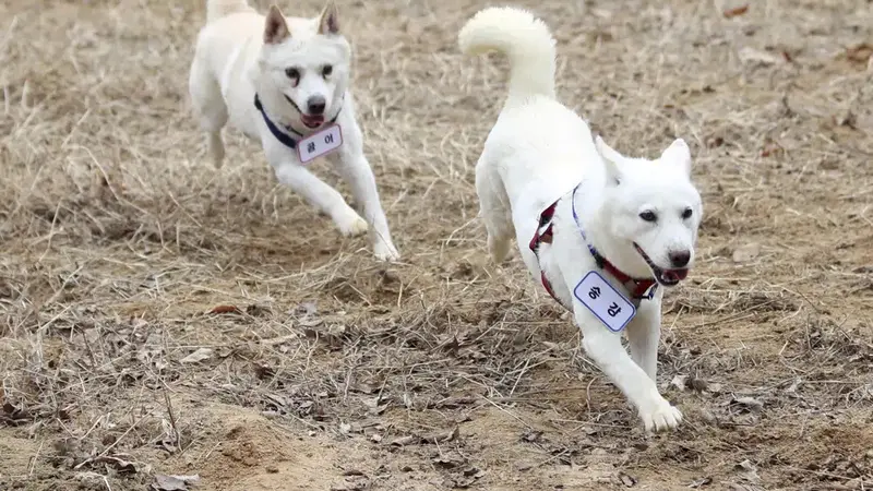 Sepasang anjing pemberian pemimpin Korea Utara Kim Jong-un, Gomi (kiri) dan Songgang (kanan) tinggal di kebun binatang Korea Selatan. (Chun Jung-in/Yonhap via AP)