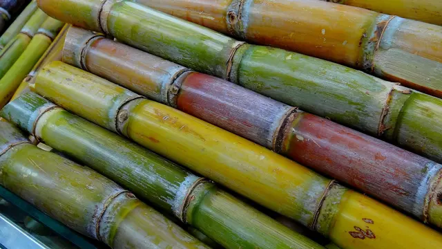 Ciri Ciri Tumbuhan Monokotil (Sumber: Pixabay)