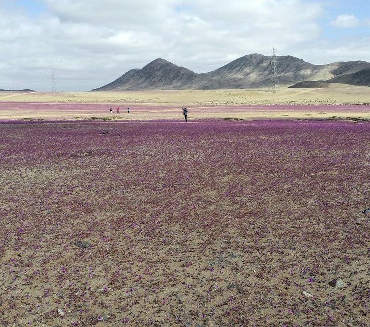 Pemandangan tak biasa tersaji di hamparan Gurun Atacama, Chile, pada 10 Juli 2024. Gurun Atacama, yang dikenal sebagai wilayah paling kering dan tandus di muka Bumi, tampak dipenuhi hamparan bunga yang bermekaran.&nbsp;Foto: Patricio Lopez Castillo/AFP