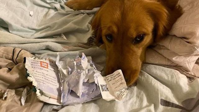 anjing selamatkan nyawa majikan dari virus Corona