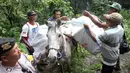 Petugas menaikkan logistik Pemilu 2019 ke atas kuda untuk selanjutnya didistribusikan ke TPS di desa-desa terpencil di Tempurejo, Jawa Timur, Senin (15/4). Selain kotak suara, petugas juga membawa perlengkapan pemilu lainnya. (AP Photo/Trisnadi)