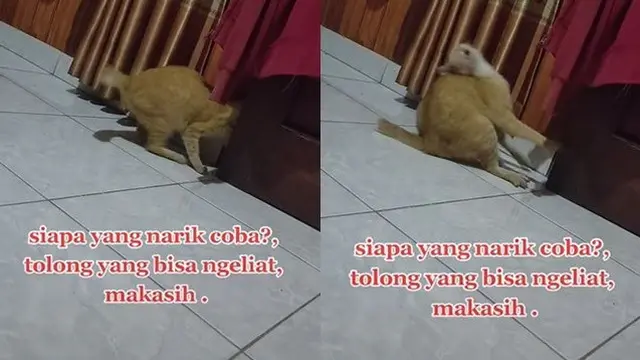Viral Kaki Kucing Ditarik dan Didorong Makhluk Halus, Bikin Merinding