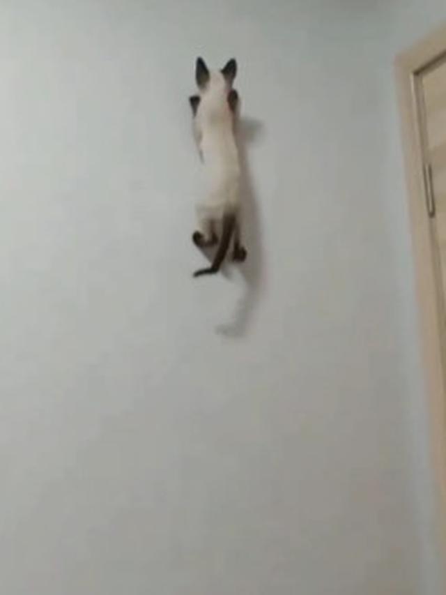 10 Potret Aksi Kucing Memanjat di Dinding Ini Malah Atraksi