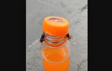 Viral 2 Ekor Lebah Bisa Buka Tutup Botol, Ini Videonya