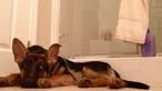 Seekor anjing jenis German Shepherd bernama Maximus kedapatan mengiringi nyanyian pemiliknya.