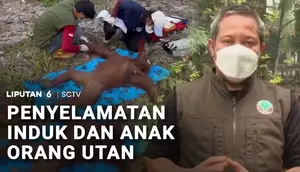 Terluka Terjebak Karhutla, Induk Orang Utan dan Bayinya Dievakuasi