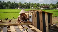 Cara Membuat Pintu Kandang Ayam Otomatis untuk Peternak Modern, Praktis dan Aman