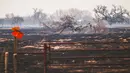 Sebuah pohon tumbang berada di padang rumput yang terbakar akibat kebakaran Smokehouse Creek, Rabu, 28 Februari 2024, di Canadian, Texas. (AP Photo/David Erickson)