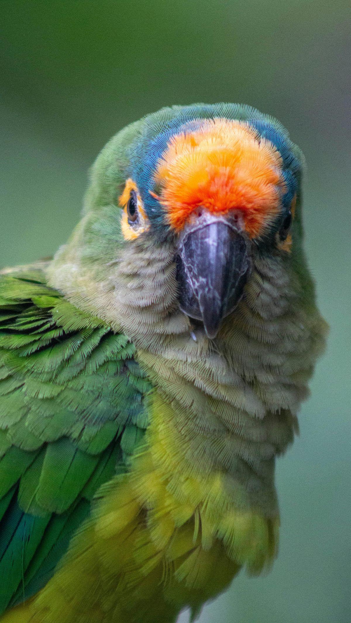 <b>Mealy Amazon Parrot</b>