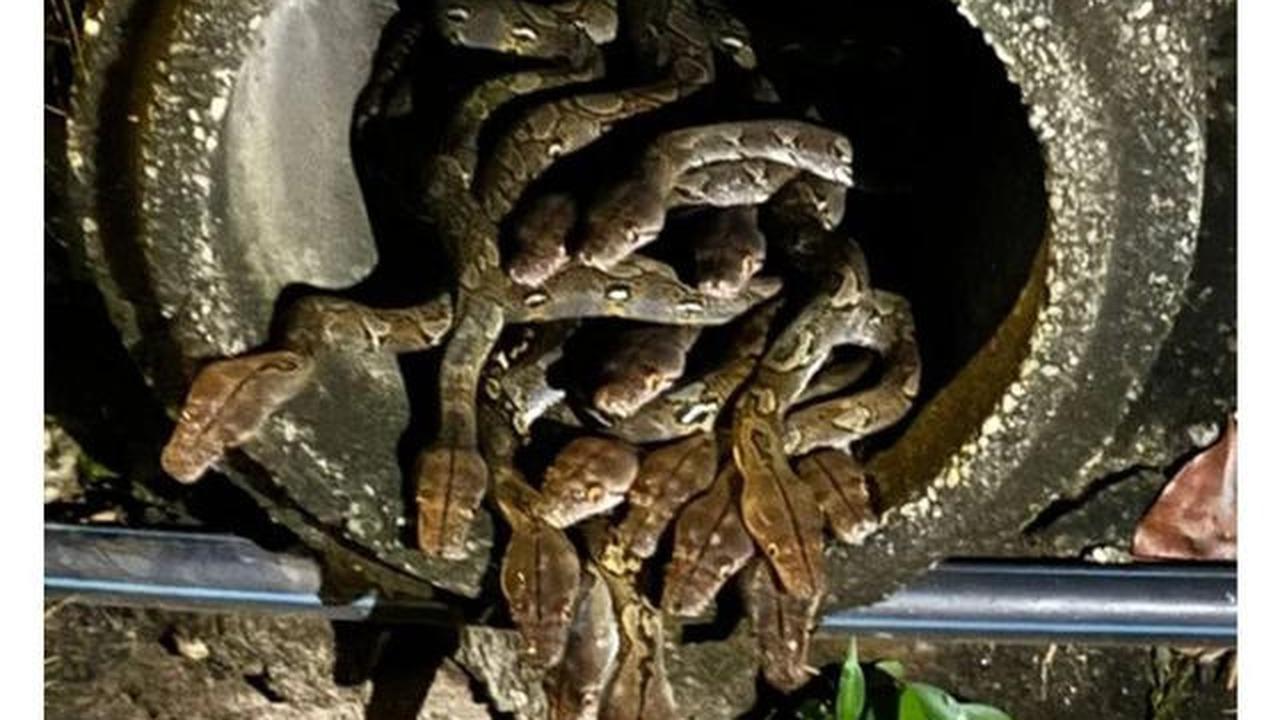 11 Panduan Lengkap Memeriksa Setiap Sudut Rumah untuk Menemukan Sarang Ular, Ini Tandanya