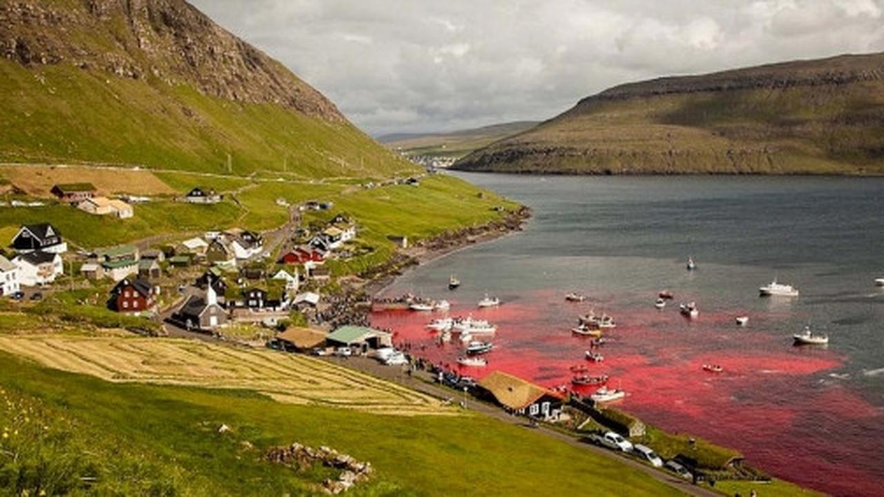 Sadisnya tradisi berburu ratusan paus di Kepulauan Faroe