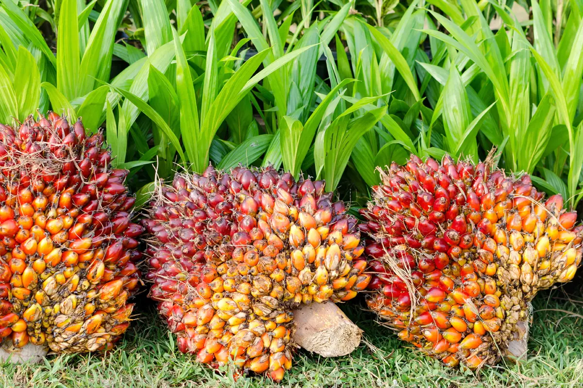 20160308-Ilustrasi-Kelapa-Sawit-iStockphoto