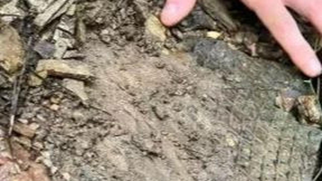 Fosil Misterius Bersisik Ditemukan di Pinggir Sungai, Ternyata Bukan Sisik Hewan