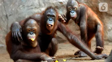 Orangutan Sumatra (Pongo Abelii) makan buah-buahan di Taman Margasatwa Ragunan (TMR), Jakarta, Selasa (23/2/2021). Walau masih tutup akibat pendemi COVID-19, pelayanan terhadap satwa di TMR tetap berjalan setiap hari dan sesuai protokol kesehatan. (merdeka.com/Arie Basuki)
