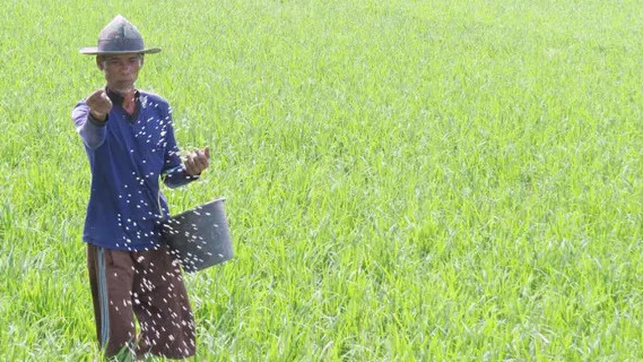 Penempatan Bulog dan PT Pupuk Indonesia di Bawah Kementan Dinilai Untungkan Petani