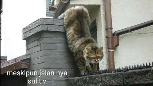 6 Potret Aksi Lucu Kucing Jantan Bertemu Si Betina, Penuh Keyakinan Meski Sulit