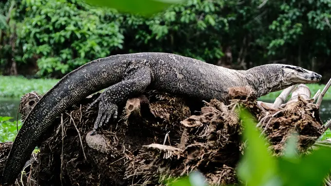 Ilustrasi mimpi, biawak