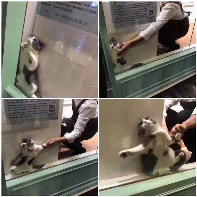 Potret Hewan dengan Sejumlah Aksi Lucu dan Kocak, Bikin Ngakak