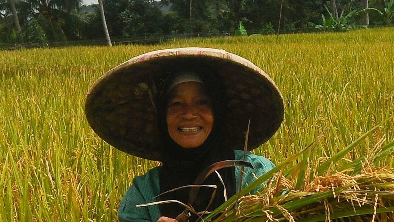 FOTO: Petani Padi Semringah Harga Gabah Kering Naik