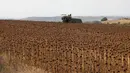 Petani memanen bunga matahari di sebuah ladang di Provinsi Edirne, Turki, 26 Agustus 2020. Sedat Kacar, petani Turki yang memiliki dua ladang, menyatakan kesedihannya karena hasil panen diperkirakan menurun akibat cuaca ekstrem saat perekonomian negarajuga terpukul oleh pandemi. (Xinhua/Osman Orsal)