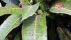 liputan6