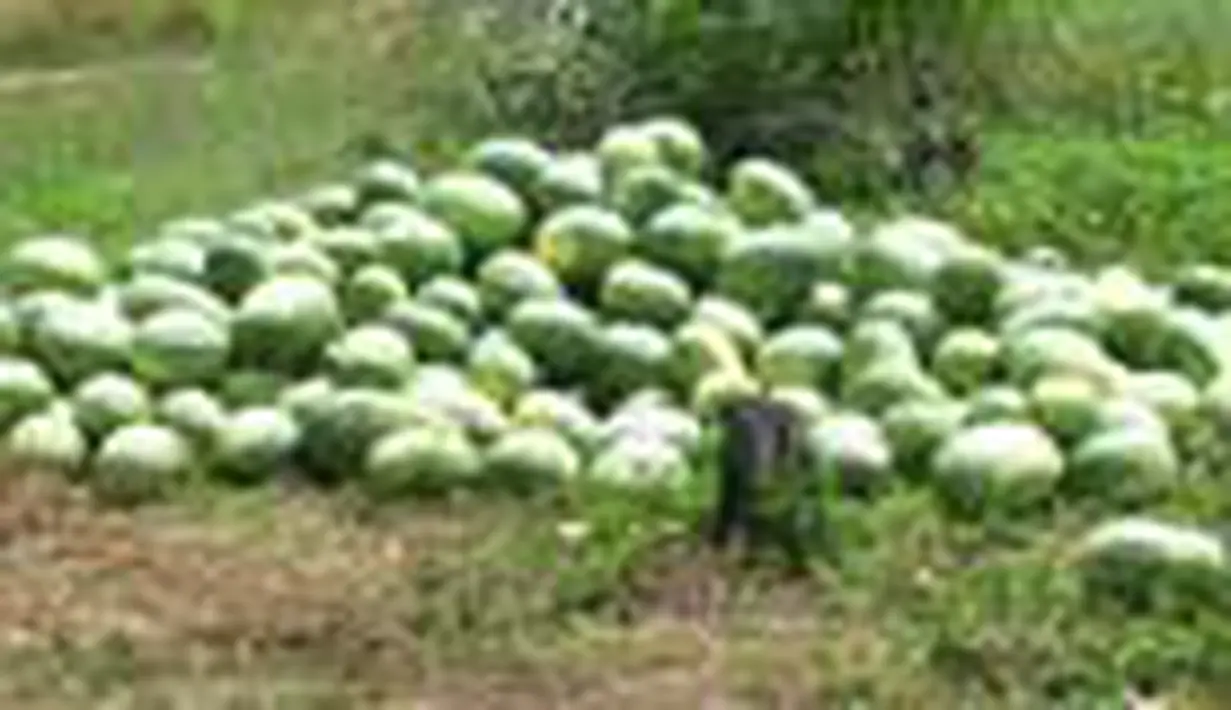 liputan6